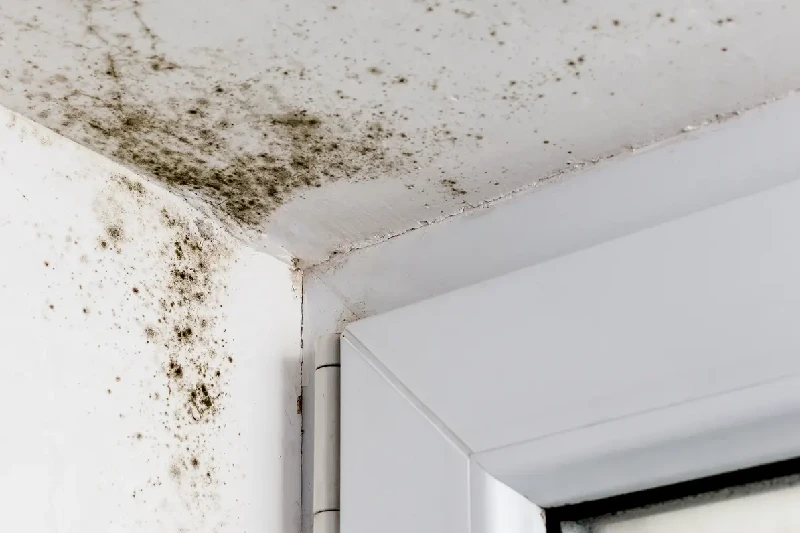 Black mould is a byproduct of unchecked, excess moisture. Black mould (Stachybotrys chartarum) thrives in damp, poorly ventilated environments.